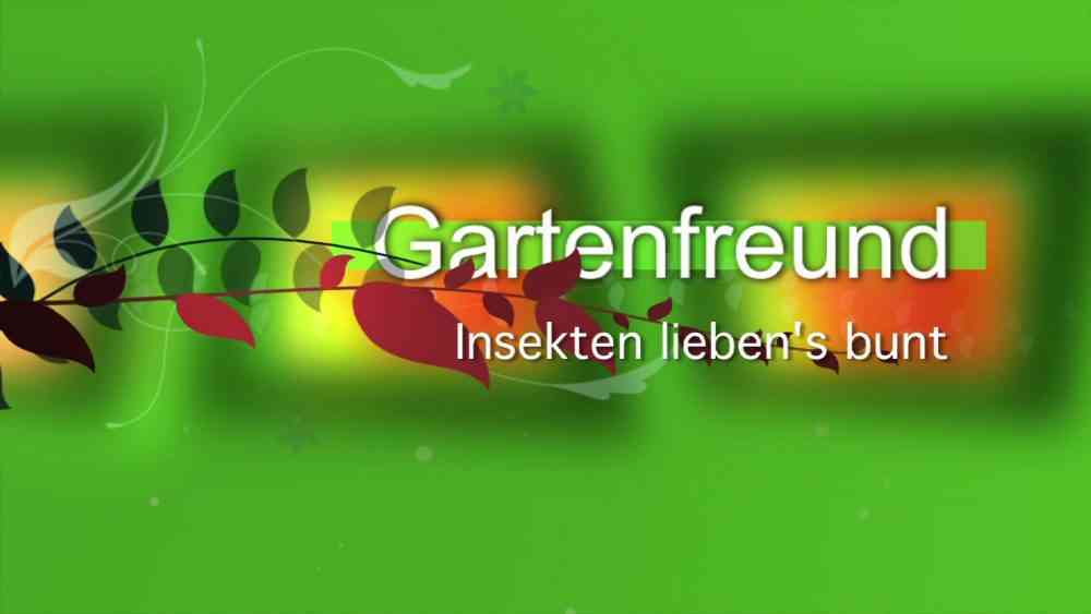 Read more about the article Insekten liebens bunt