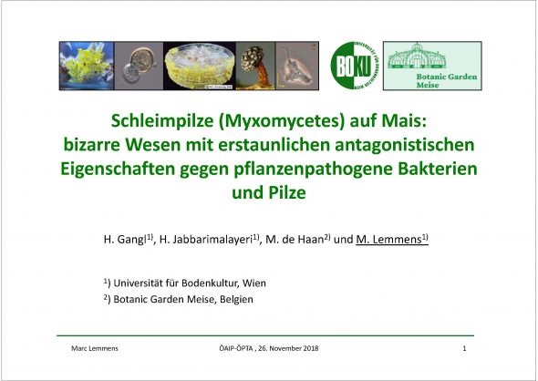 Schleimpilze (Myxomycetes) auf Mais