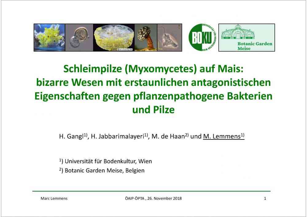 Read more about the article Schleimpilze (Myxomycetes) auf Mais