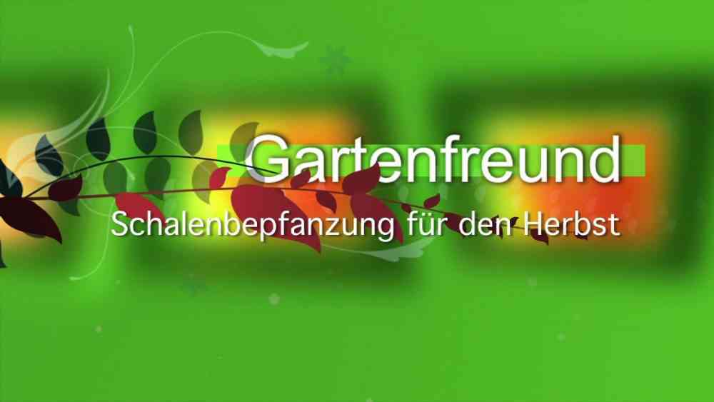 Read more about the article Schalenbepflanzung im Herbst