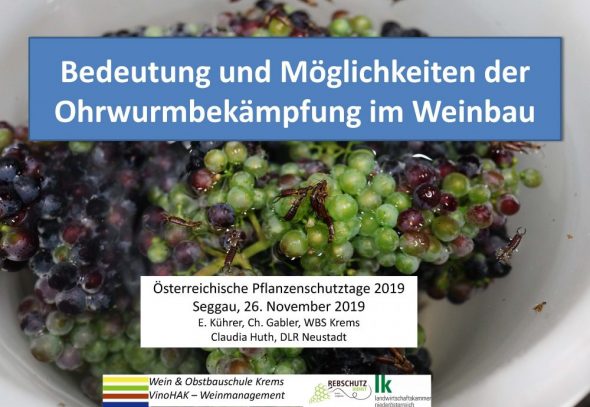 Bedeutung und Möglichkeiten der Ohrwurmbekämpfung im Weinbau