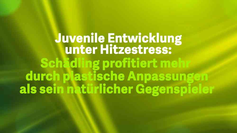 Read more about the article Juvenile Entwicklung unter Hitzestress