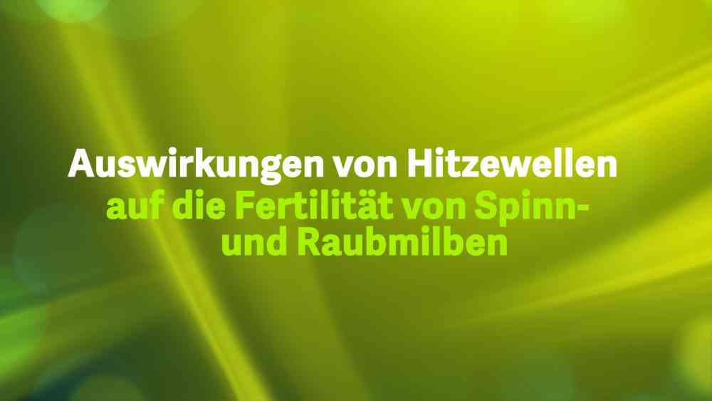 Read more about the article Auswirkungen von Hitzewellen auf die Fertilität von Spinn-und Raubmilben