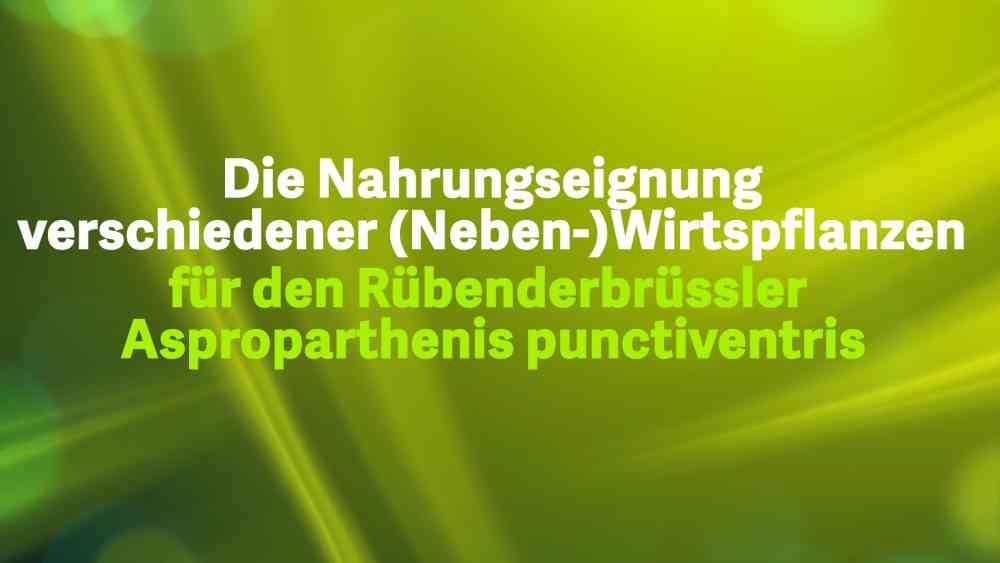 Read more about the article Die Nahrungseignung verschiedener (Neben-)Wirtspflanzen für den Rübenderbrüssler