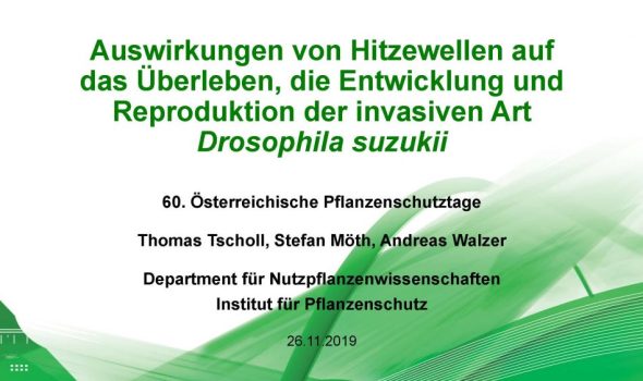 Auswirkungen von Hitzewellen auf das Überleben, die Entwicklung und Reproduktion der invasiven Art Drosophila suzukii_Seite_01