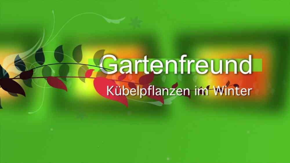 Kübelpflanzen im Winter