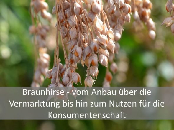 Braunhirse – vom Anbau über die Vermarktung