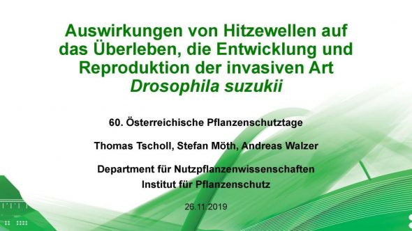 Auswirkungen von Hitzewellen auf das Überleben, die Entwicklung und Reproduktion der invasiven Art Drosophila suzukii