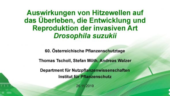 Auswirkungen von Hitzewellen auf das Überleben, die Entwicklung und Reproduktion der invasiven Art Drosophila suzukii