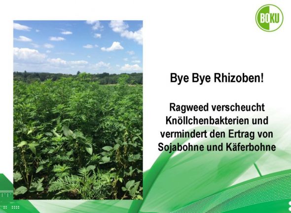 Bye Bye Rhizoben!