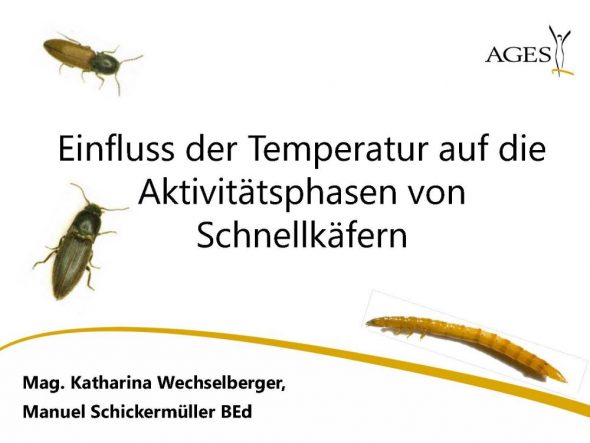 Einfluss der Temperatur auf die Aktivitätsphasen von Schnellkäfern