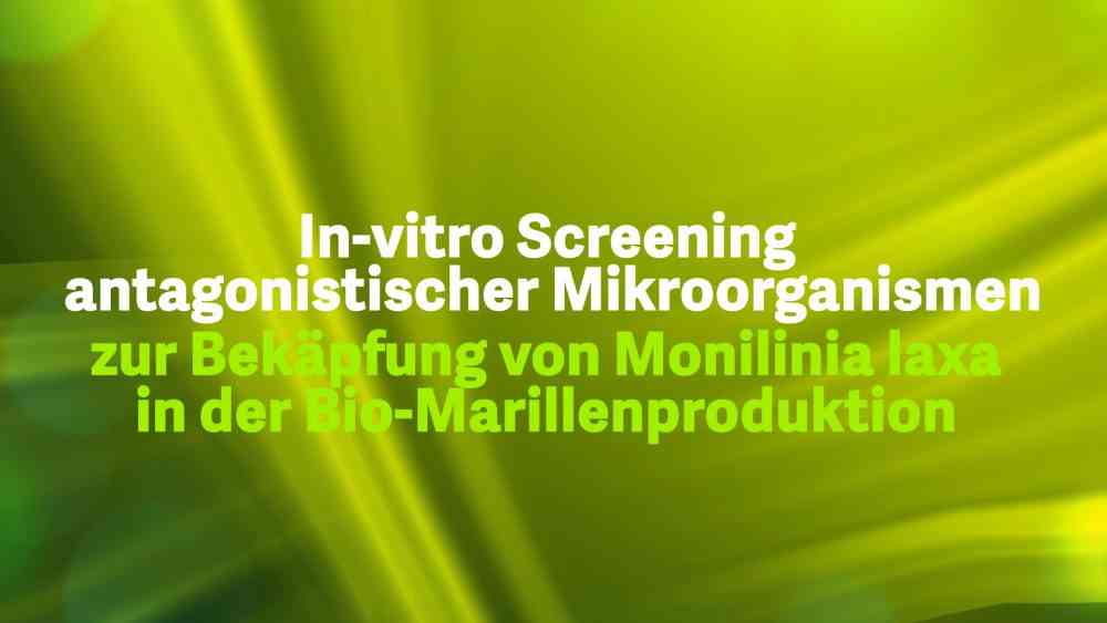 Read more about the article In-vitro Screening von antagonistischer Mikroorganismen