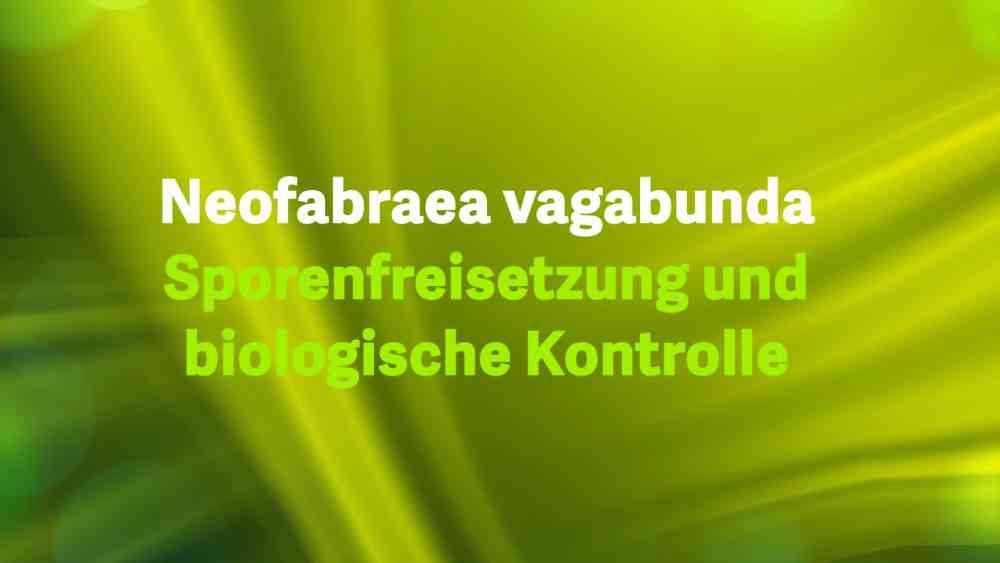 Read more about the article Neofabraea vagabunda