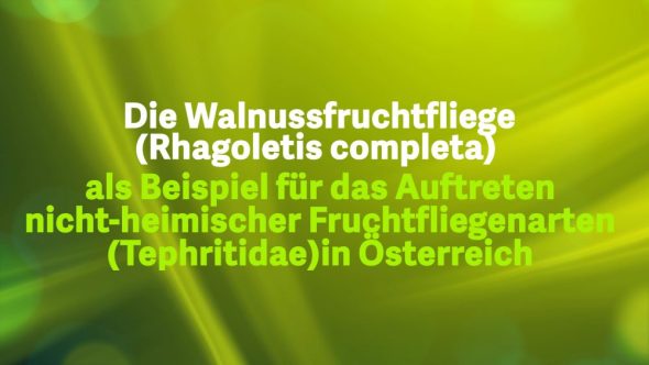 Die Walnussfruchtfliege als Beispiel für das Auftreten nicht-heimischer Fruchtfliegenarten