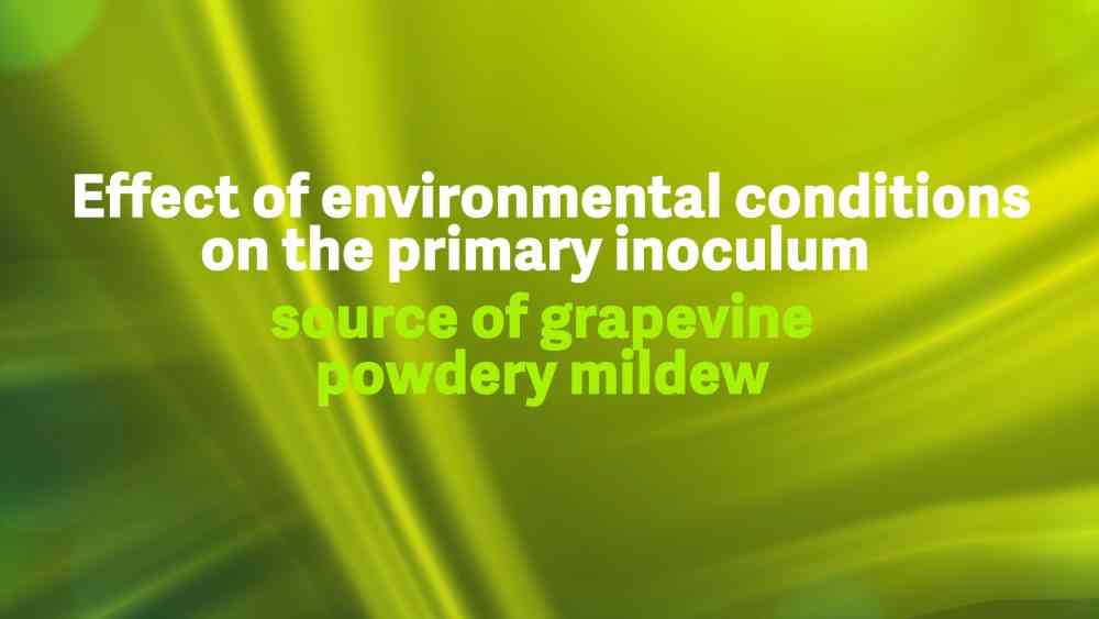 Read more about the article Effect of environmental conditions on the primary inoculum source of grapevine powdery mildew