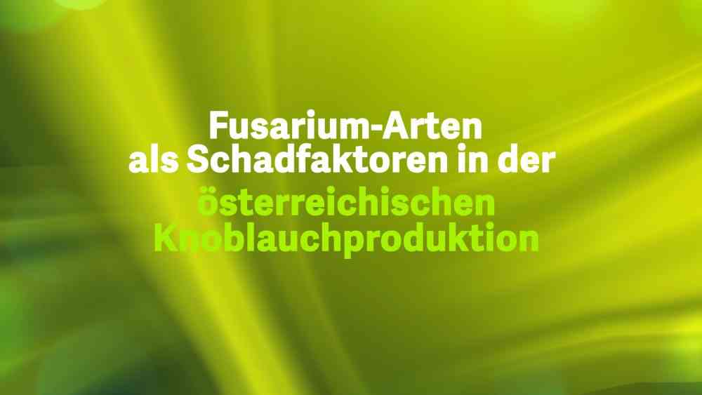 Read more about the article Fusarium-Arten als Schadfaktoren in der österreichischen Knoblauchproduktion
