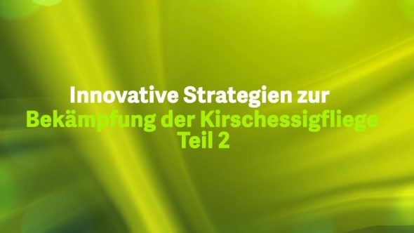 Innovative Strategien zur Bekämpfung der Kirschessigfliege – Teil 2