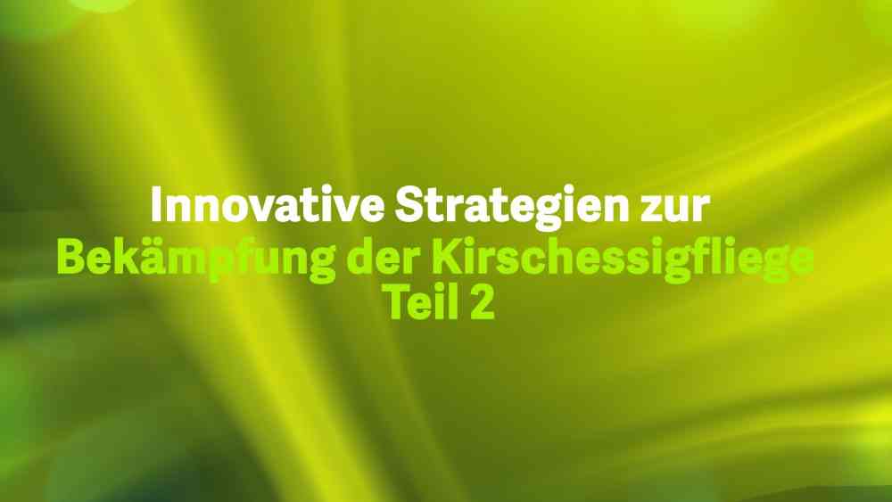 Read more about the article Innovative Strategien zur Bekämpfung der Kirschessigfliege – Teil 2