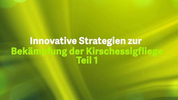 Innovative Strategien zur Bekämpfung der Kirschessigfliege – Teil 1