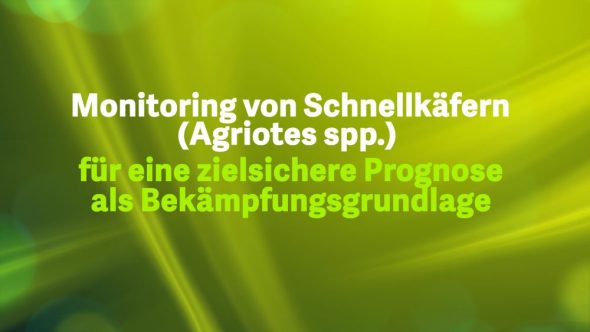 Monitoring von Schnellkäfern