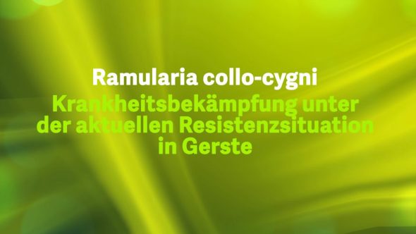 Ramularia collo-cygni: Krankheitsbekämpfung unter der aktuellen Resistenzsituation