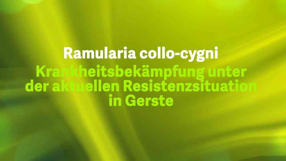 Read more about the article Ramularia collo-cygni: Krankheitsbekämpfung unter der aktuellen Resistenzsituation