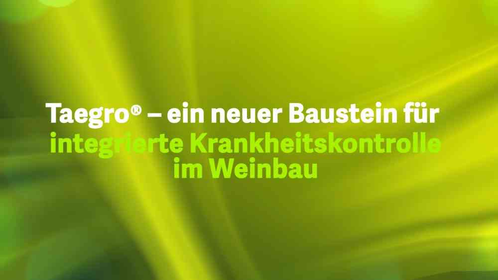 Read more about the article Taegro – ein neuer Baustein für  integrierte Krankheitskontrolle im Weinbau