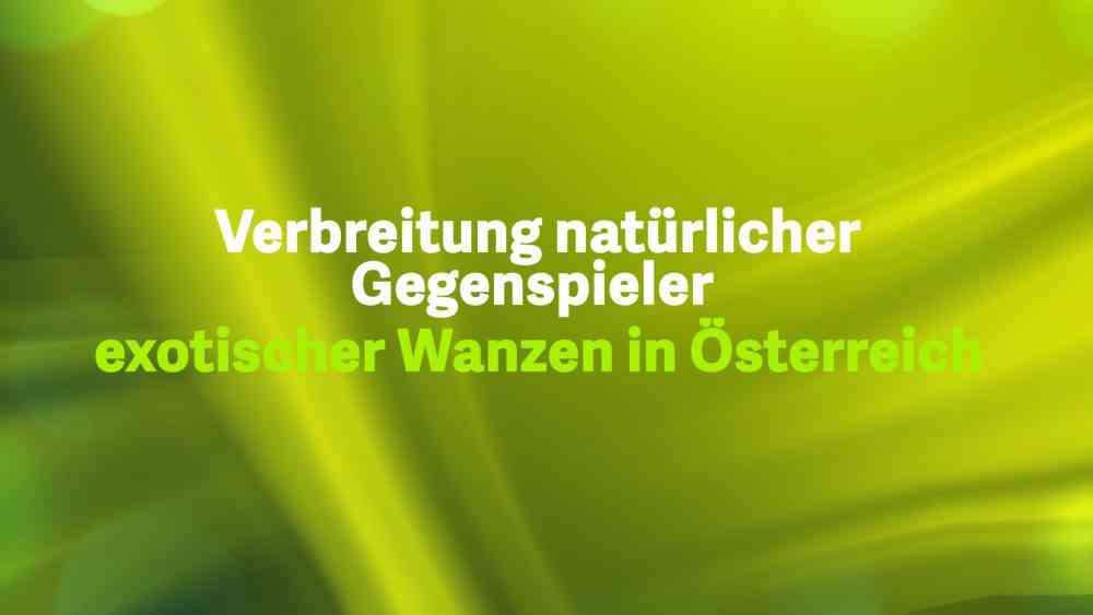 Read more about the article Verbreitung natürlicher Gegenspieler exotischer Wanzen