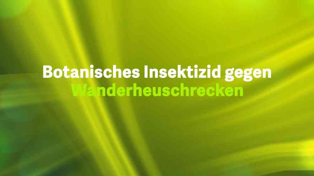 Read more about the article Potanisches Insektizid gegen Wanderheuschrecken