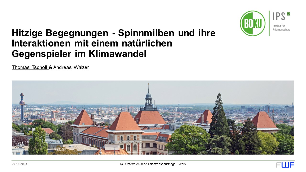 Read more about the article Hitzige Begegnungen – Spinnmilben und ihre Interaktionen mit einem natürlichen Gegenspieler im Klimawandel