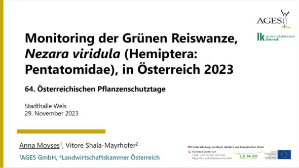 Monitoring der Grünen Reiswanze, Nezara viridula, in Österreich 2023
