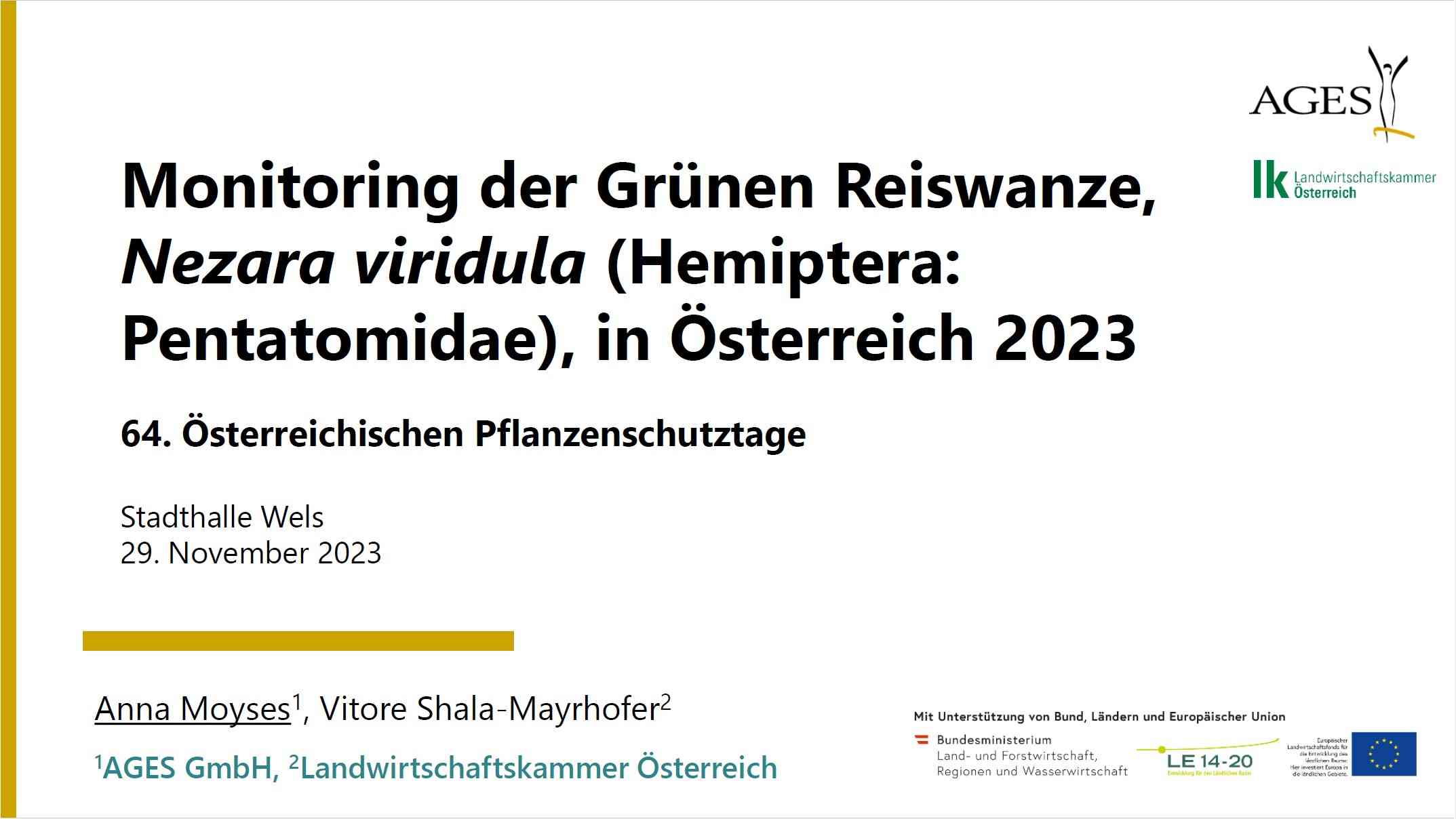 Read more about the article Monitoring der Grünen Reiswanze, Nezara viridula, in Österreich 2023