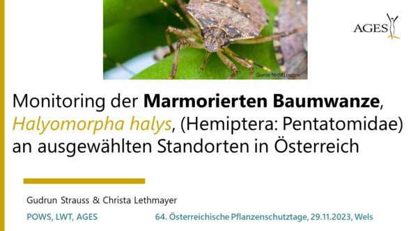 Monitoring der Marmorierten Baumwanze, Halyomorpha halys, an ausgewählten Standorten in Österreich