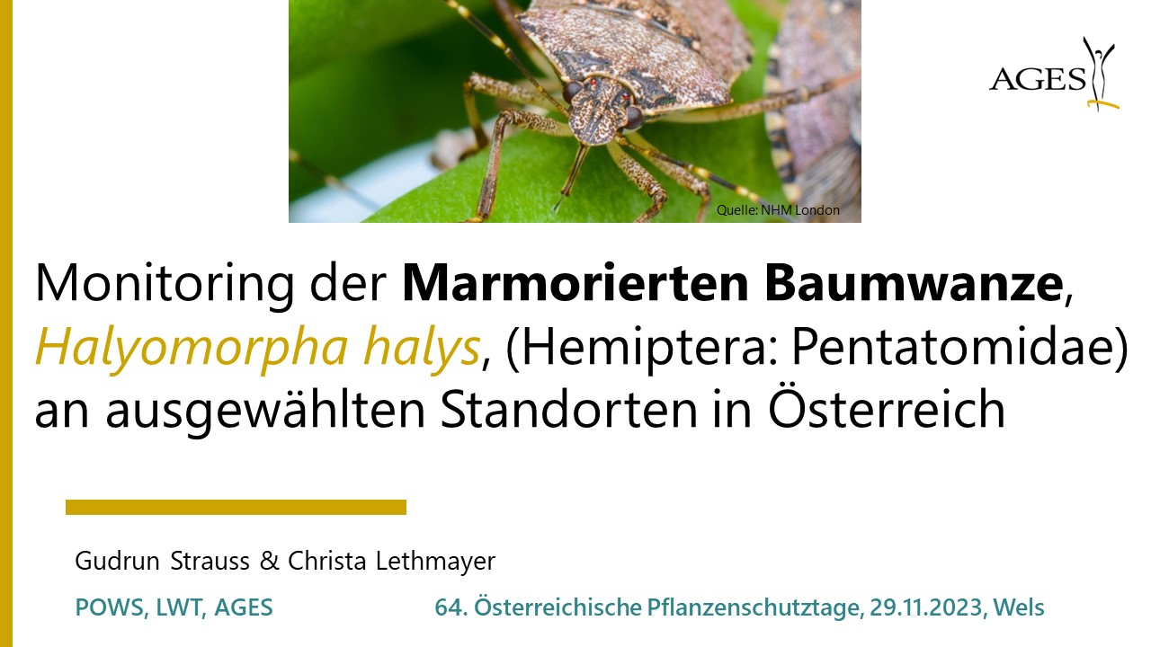 Read more about the article Monitoring der Marmorierten Baumwanze, Halyomorpha halys, an ausgewählten Standorten in Österreich