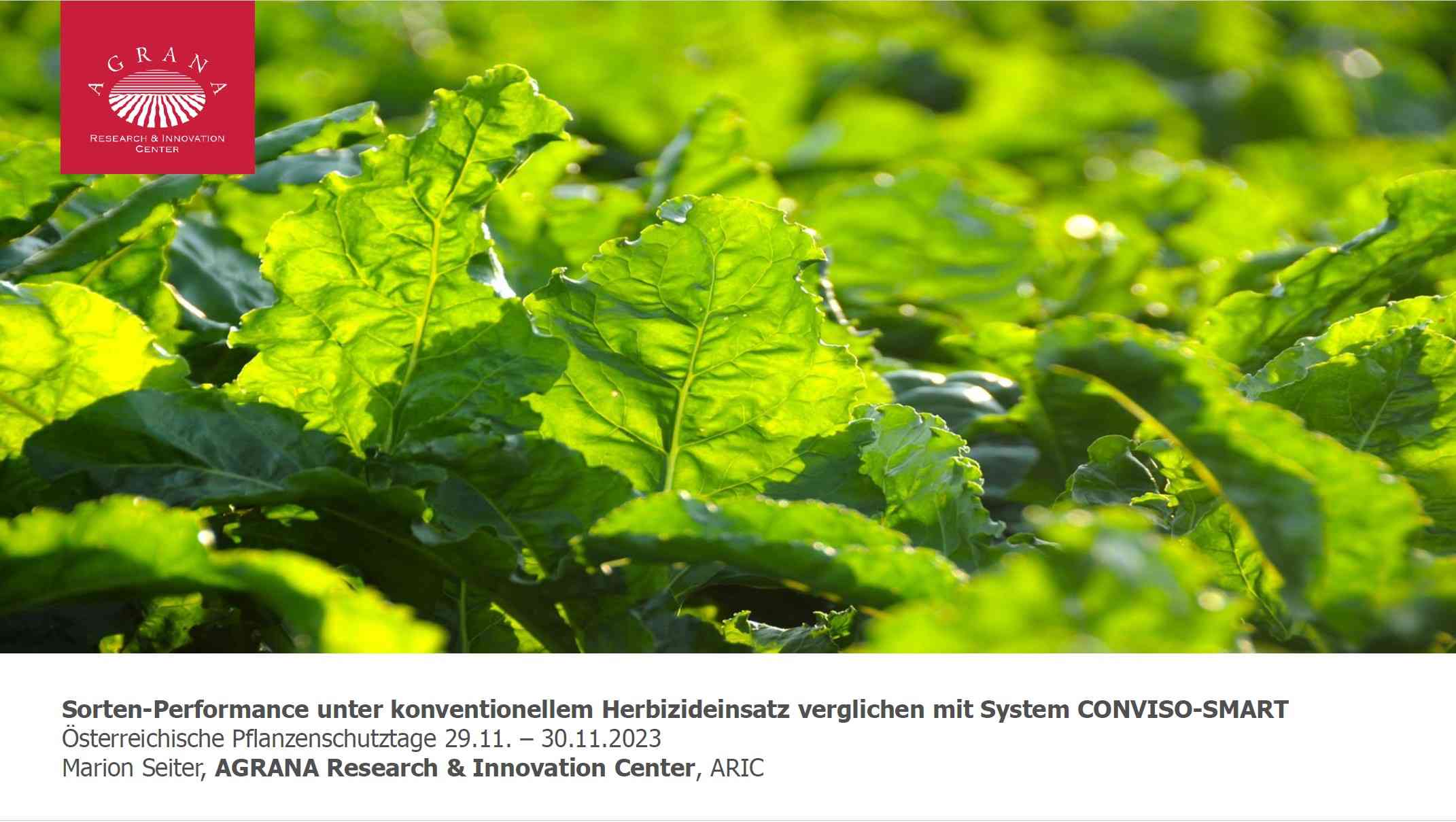 Read more about the article Sorten Performance unter konventionellem Herbizideinsatz verglichen mit System CONVISO SMARTSMART
