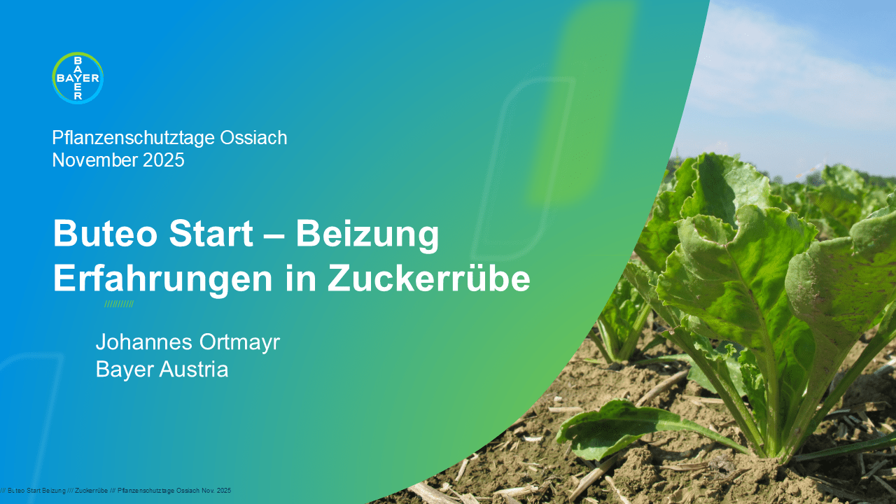 Mehr über den Artikel erfahren Buteo Start – Beizung Erfahrungen in Zuckerrübe