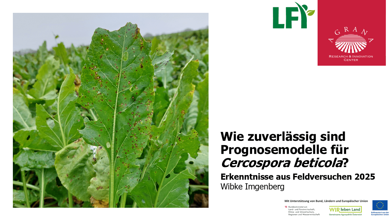 Mehr über den Artikel erfahren Wie zuverlässig sind Prognosemodelle für Cercospora beticola?