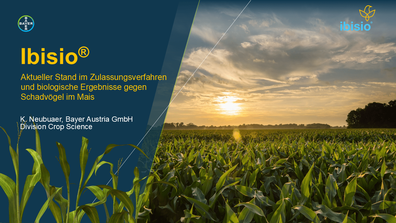 Mehr über den Artikel erfahren Ibisio