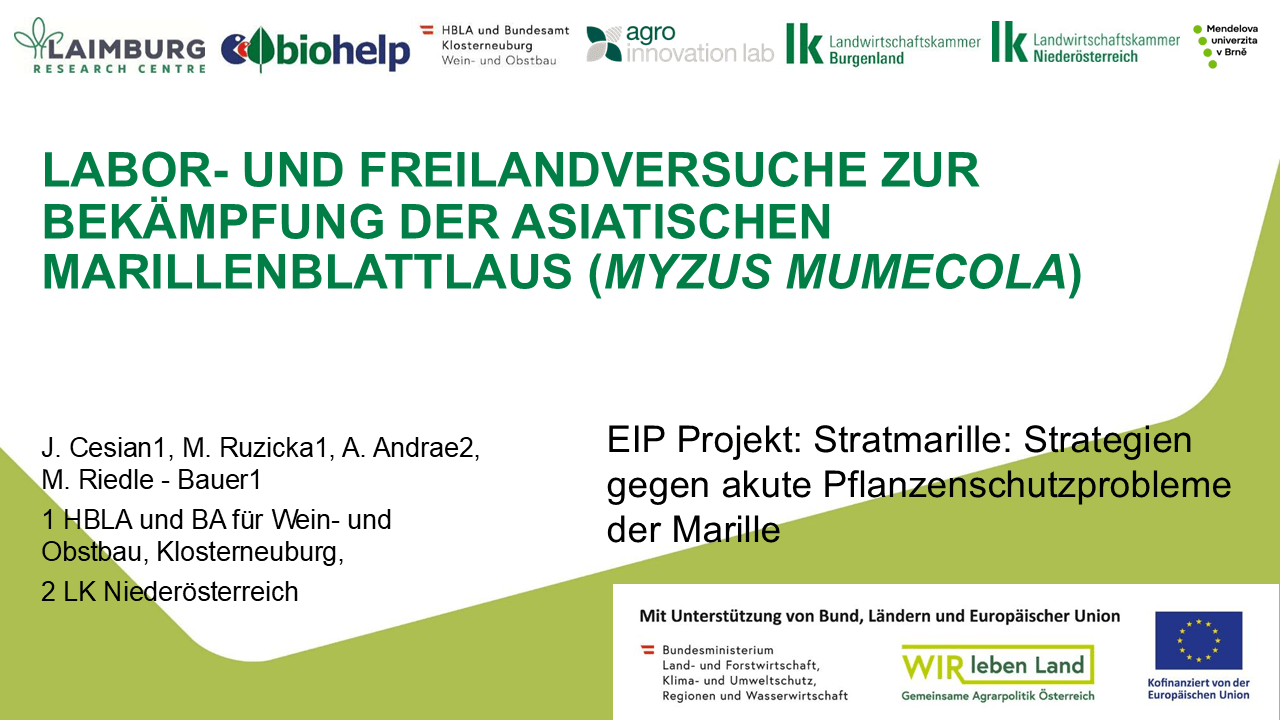 Mehr über den Artikel erfahren LABOR-UND FREILANDVERSUCHE ZUR BEKÄMPFUNG DER ASIATISCHEN MARILLENBLATTLAUS