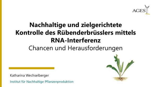 Nachhaltige und zielgerichtete Kontrolle des Rübenderbrüsslers mittels RNA-Interferenz