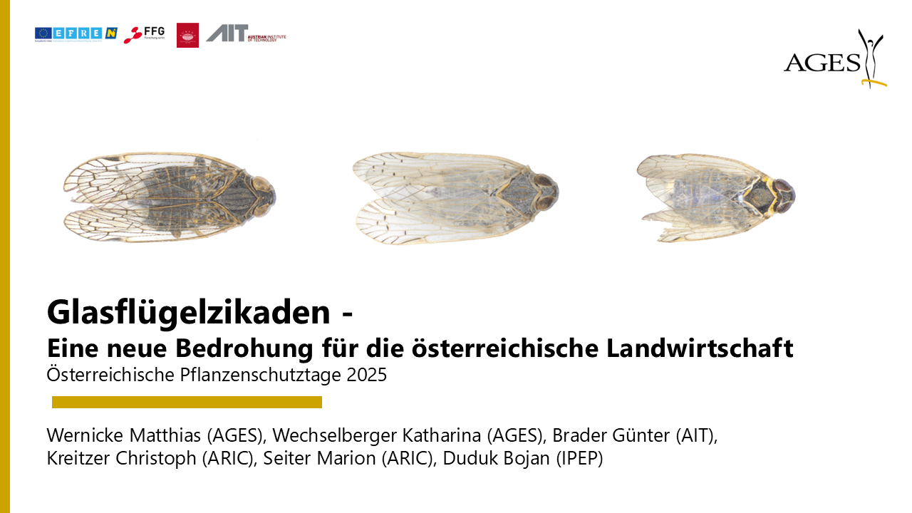 Mehr über den Artikel erfahren Glasflügelzikaden -Eine neue Bedrohung für die österreichische Landwirtschaft