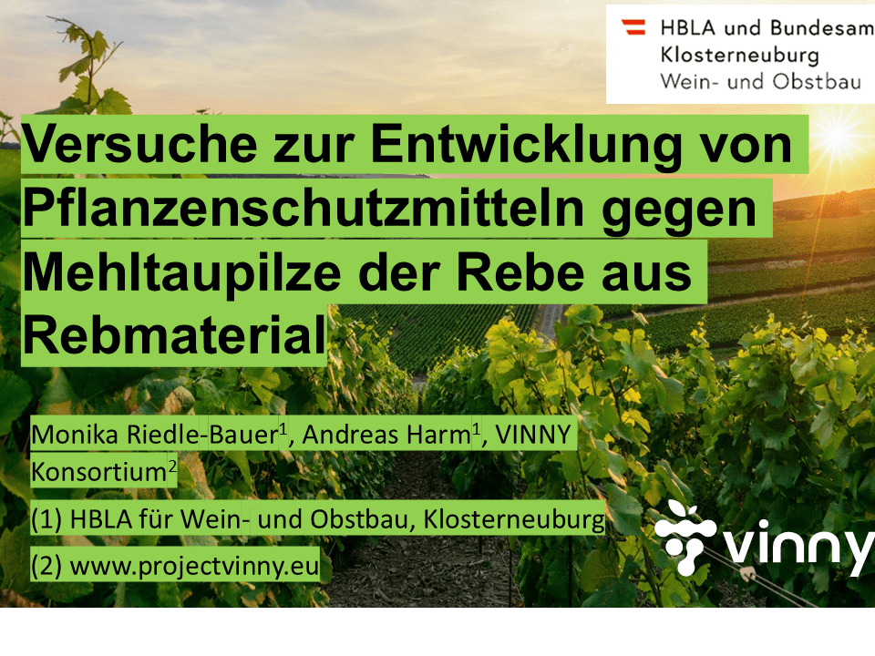 Mehr über den Artikel erfahren Versuche zur Entwicklung von Pflanzenschutzmitteln gegen Mehltaupilze der Rebe aus Rebmaterial